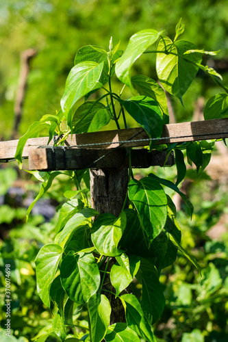 Gurmar medicinal plant