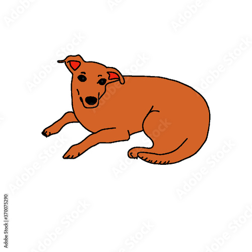 Cachorro amarelo caramelo