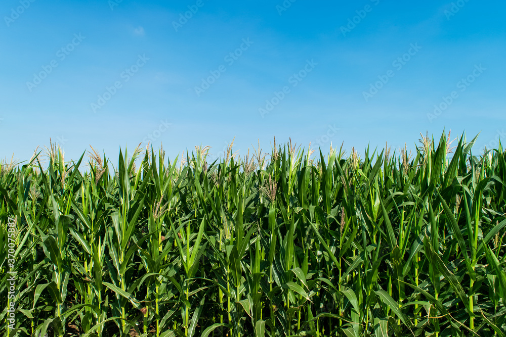 corn field in agricultural garden corn field in agricultural garden