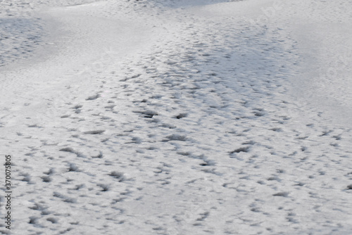 The frozen sea covered with snow.