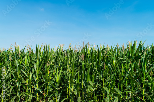 corn field in agricultural garden