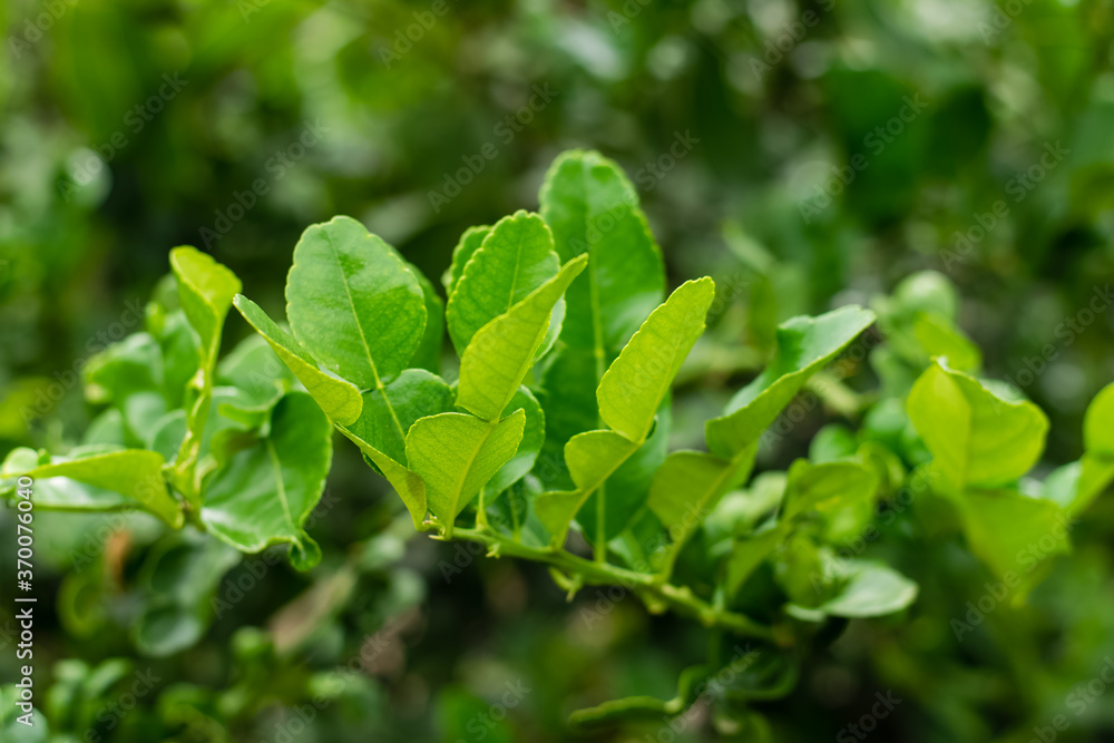 green leaf bergamot green leaf bergamot