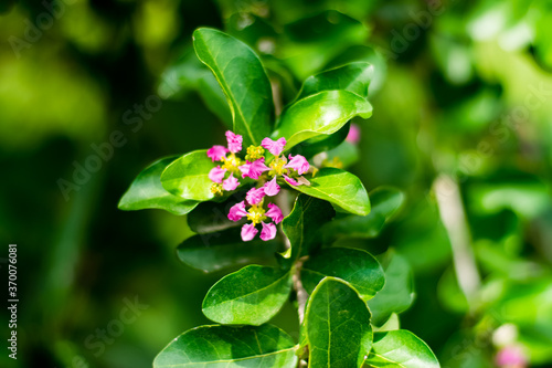 Malpighia glabra Linn flowers