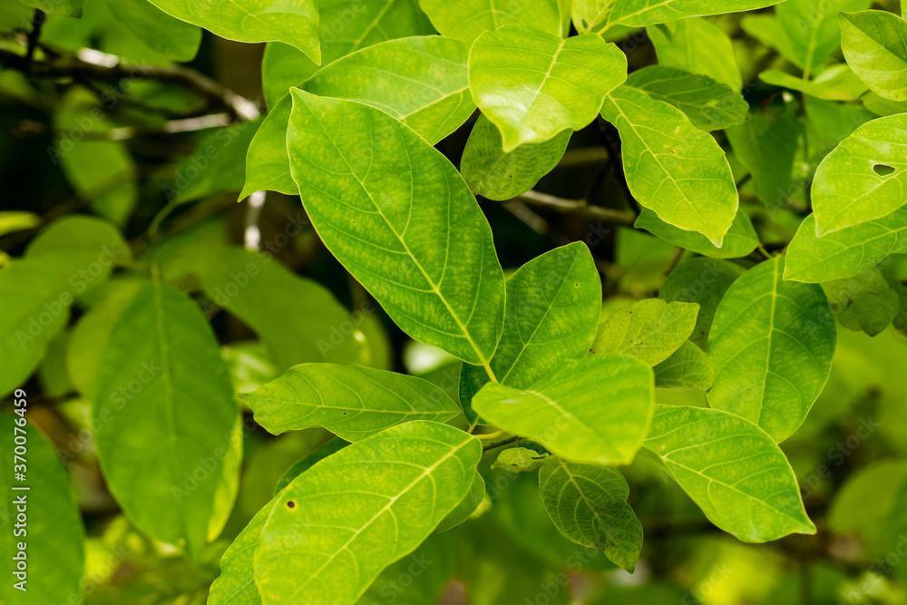Green leaves of Litsea Petiolata Growing Green leaves of Litsea Petiolata Growing