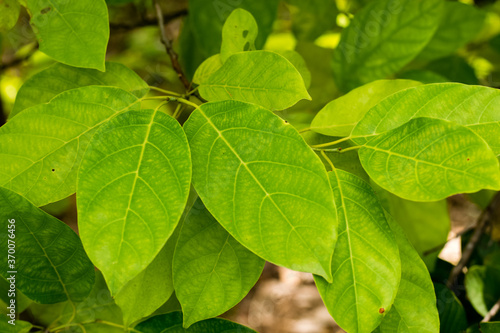 Green leaves of Litsea Petiolata Growing