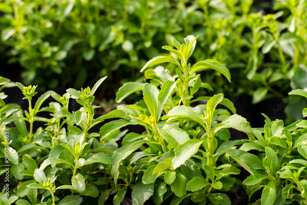 Stevia tree plant Stevia tree plant