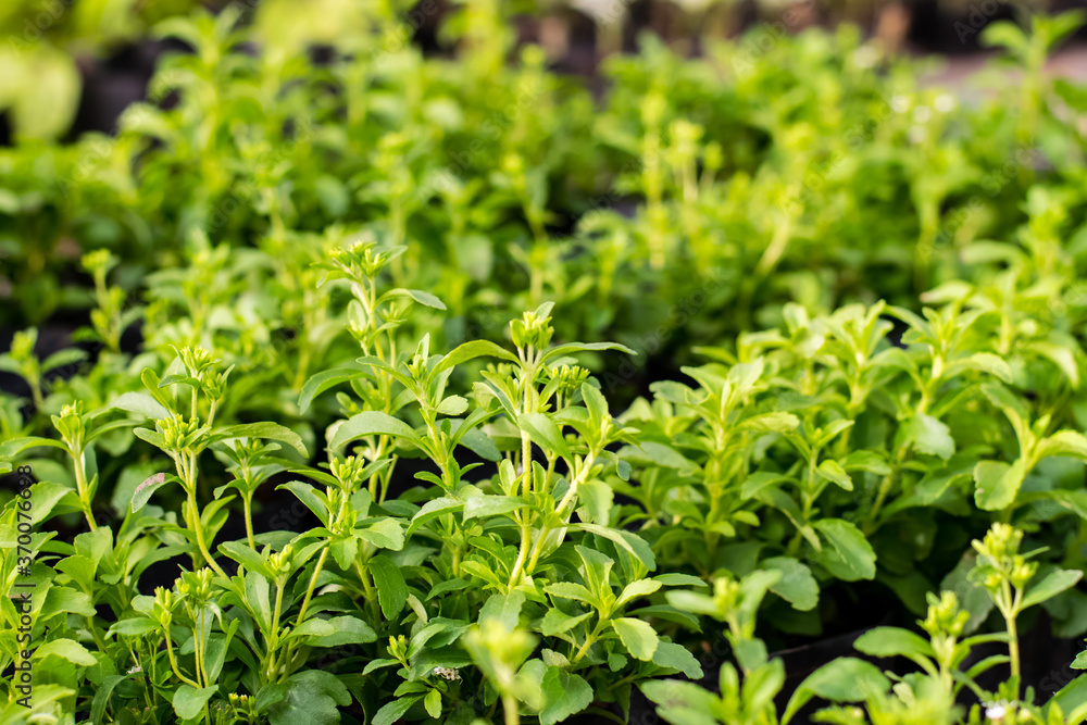 Stevia tree plant Stevia tree plant