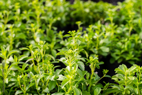 Stevia tree plant