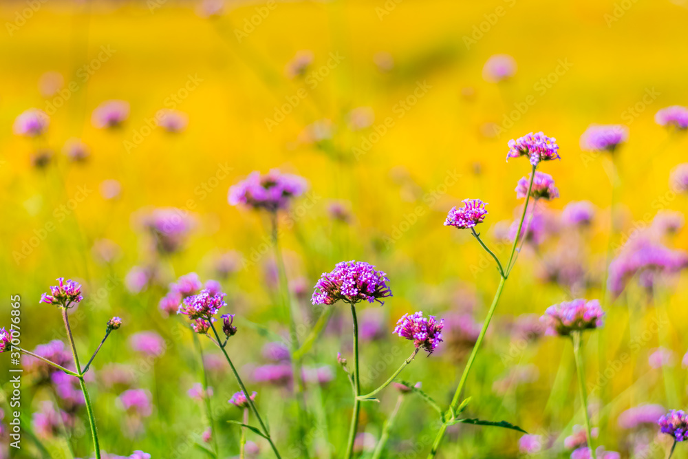 Colorfully verbena flowers and yellow cosmos flowers Colorfully verbena flowers and yellow cosmos flowers