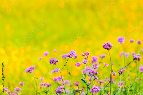 Colorfully verbena flowers and yellow cosmos flowers