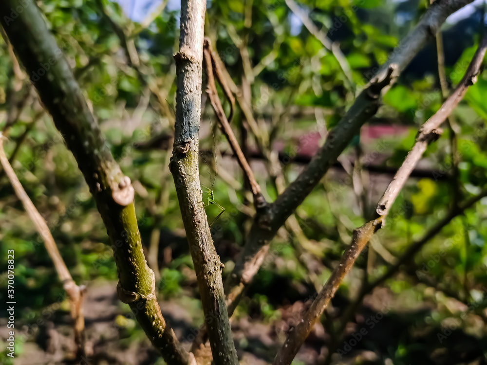 This is the old eggplant branch close-up shot in the daytime. This is the old eggplant branch close-up shot in the daytime.
