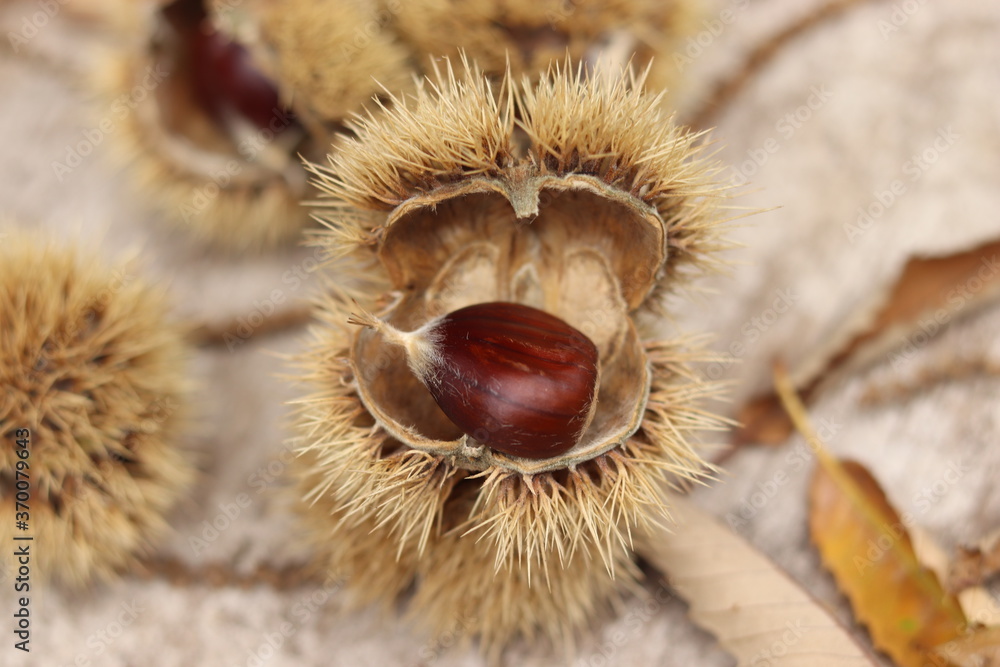 Chestnuts found on the ground around the chestnut tree.
Chestnuts found on the ground around the chestnut tree.