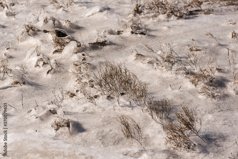 Saliconia Herbacea in cracked and reclaimed land. Saliconia Herbacea in cracked and reclaimed land.
