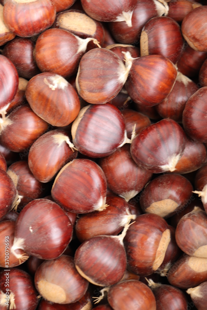 Chestnuts found on the ground around the chestnut tree.
Chestnuts found on the ground around the chestnut tree.