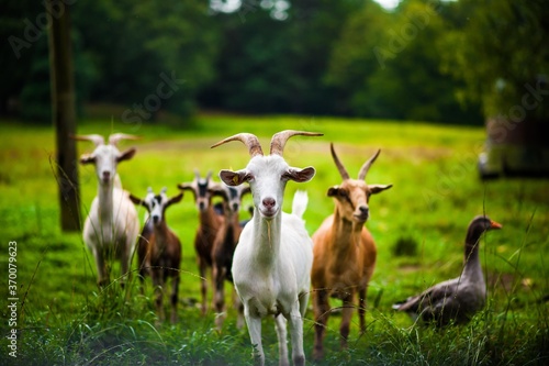 Fotomurale goat squad 2