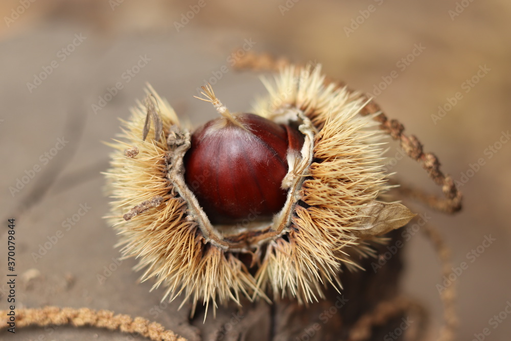 Chestnuts found on the ground around the chestnut tree.
Chestnuts found on the ground around the chestnut tree.