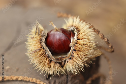 
Chestnuts found on the ground around the chestnut tree.