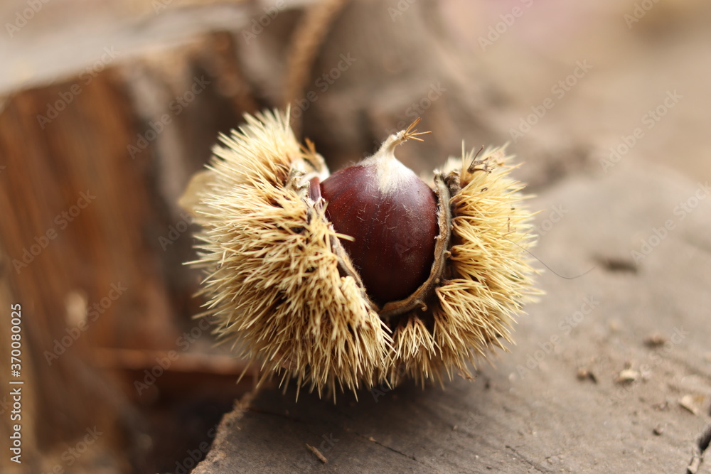 Chestnuts found on the ground around the chestnut tree.
Chestnuts found on the ground around the chestnut tree.
