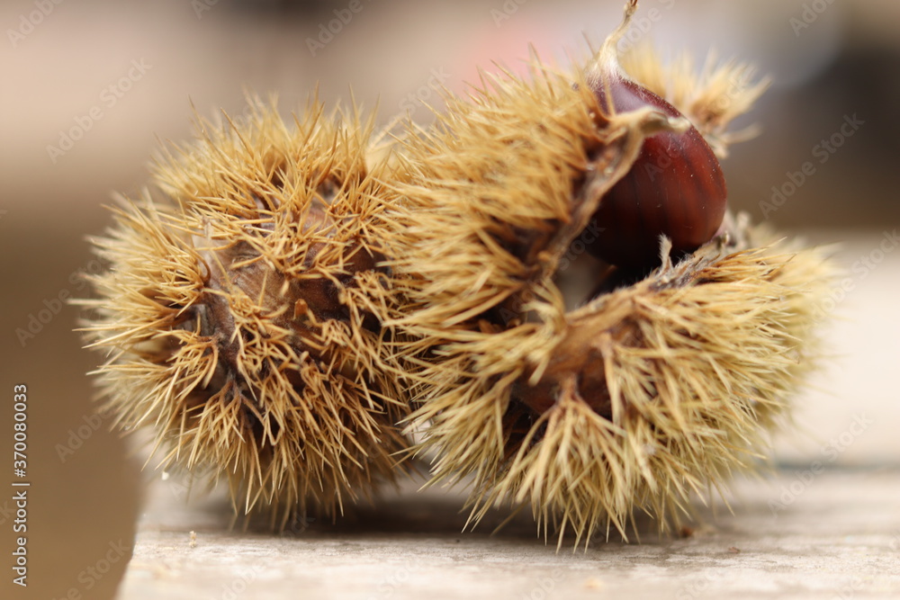 Chestnuts found on the ground around the chestnut tree.
Chestnuts found on the ground around the chestnut tree.