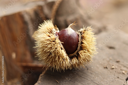 
Chestnuts found on the ground around the chestnut tree.