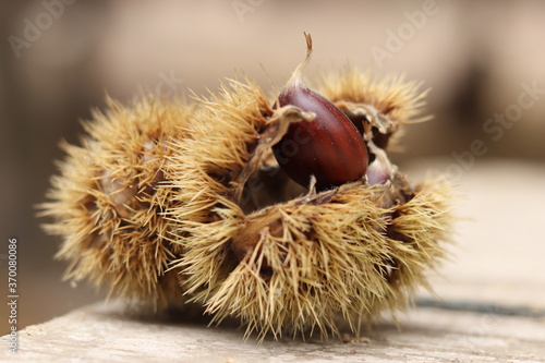 
Chestnuts found on the ground around the chestnut tree.