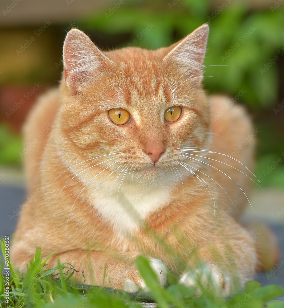 Fototapeta premium red with white young cat in the summer in the garden