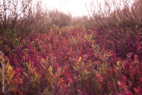 Saliconia Herbacea in cracked and reclaimed land.