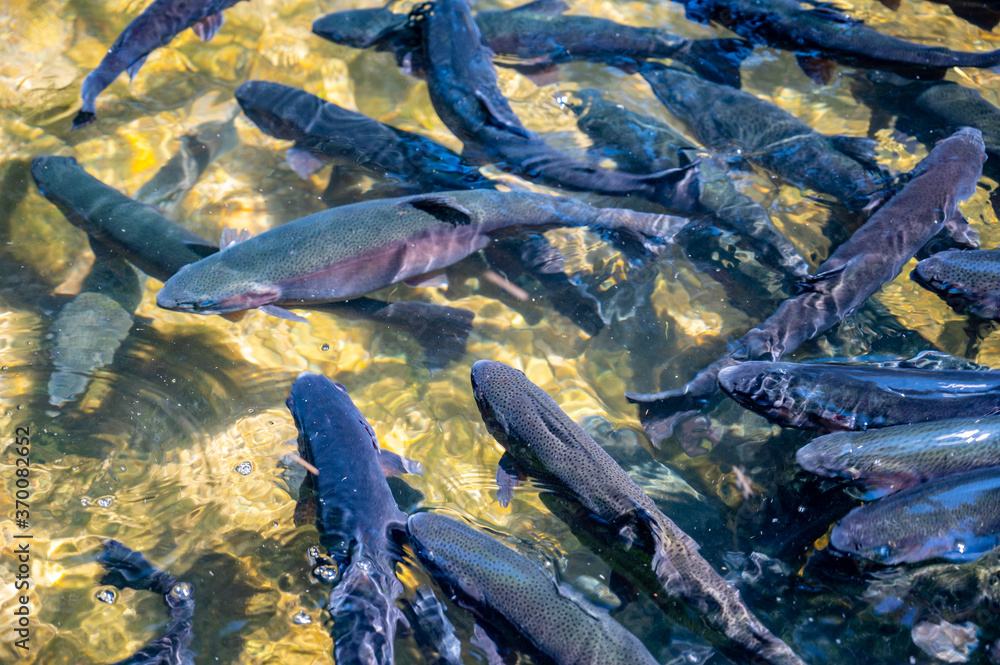 Feeding frenzy as rainbow trout eat at the D.C. Booth Historic National Fish Hatchery in