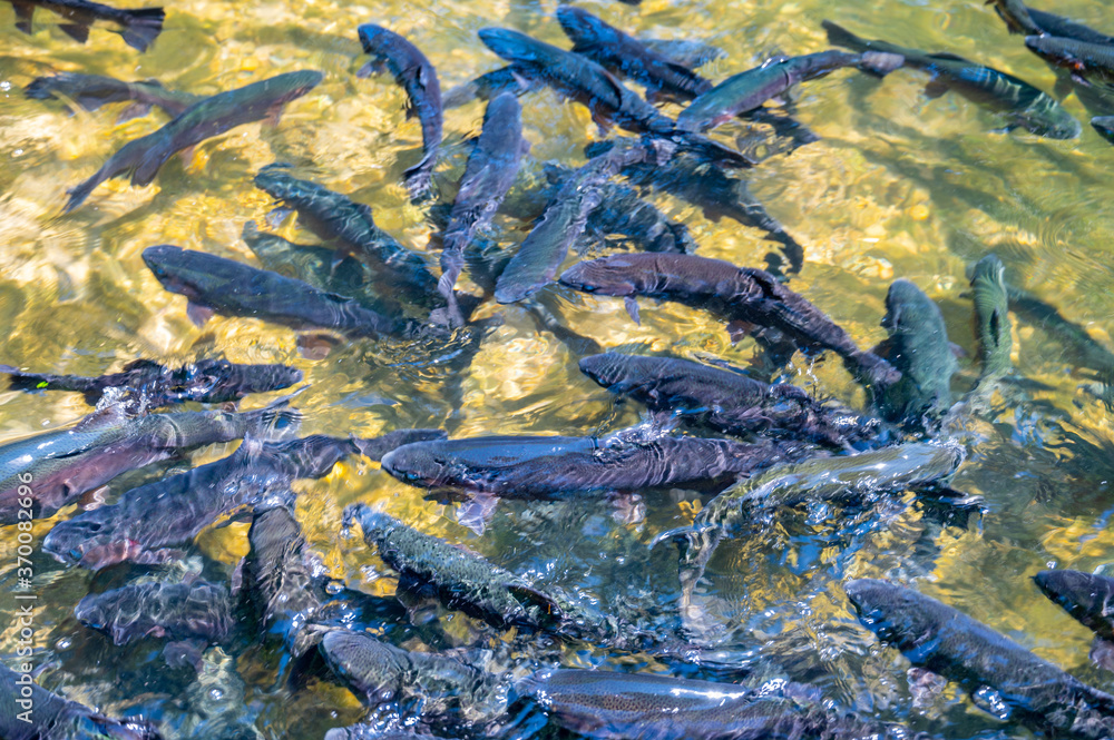 Feeding frenzy as rainbow trout eat at the D.C. Booth Historic National Fish Hatchery in Spearfish, South Dakota, USA