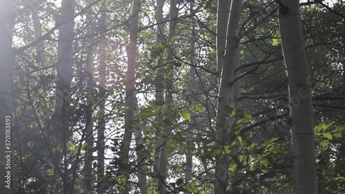 Aspen trees in the morning light with flies and spiderwebs - Medium, Still, Tripod