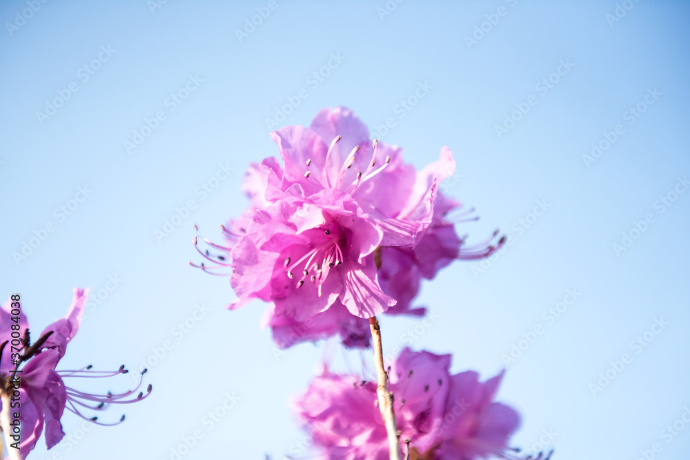 The beautiful Azalea flower scenery of spring field in the sunshine blurred backgound. The beautiful Azalea flower scenery of spring field in the sunshine blurred backgound.
