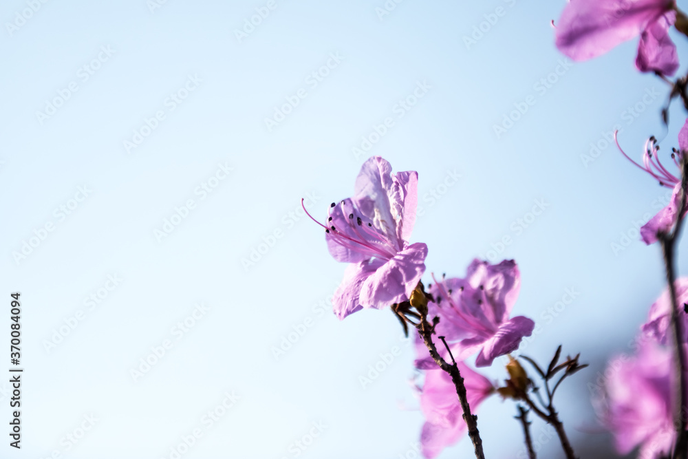 The beautiful Azalea flower scenery of spring field in the sunshine blurred backgound.