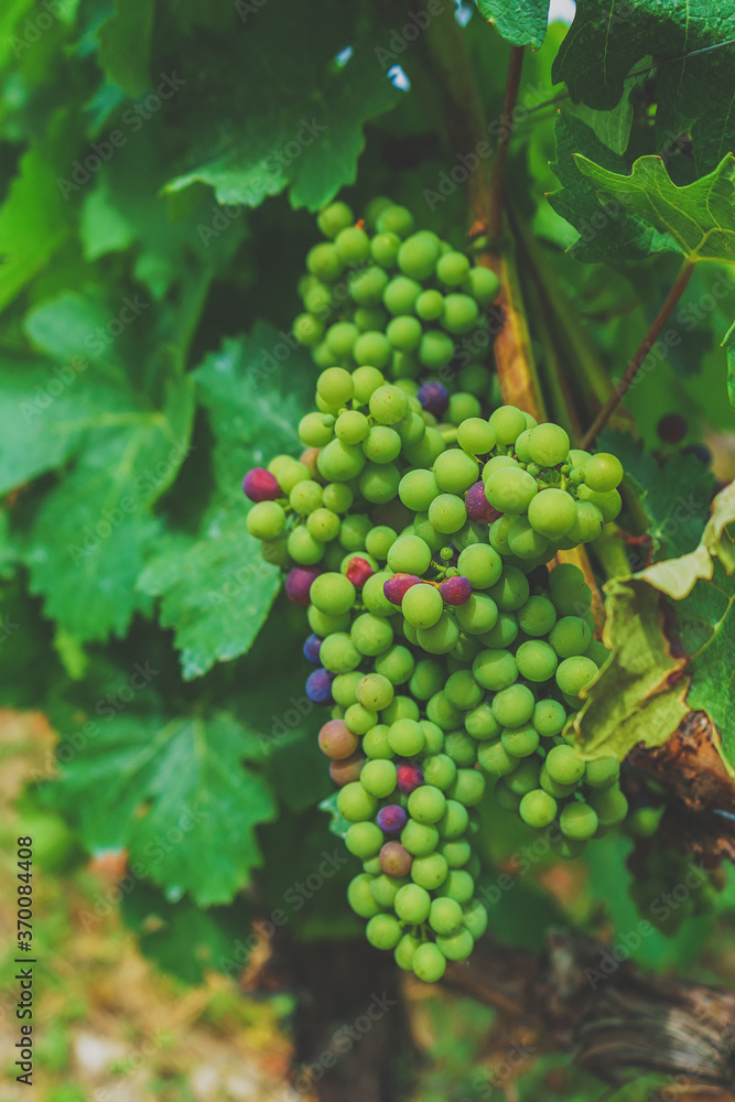 rote und grüne Trauben an einer Weinrebe
