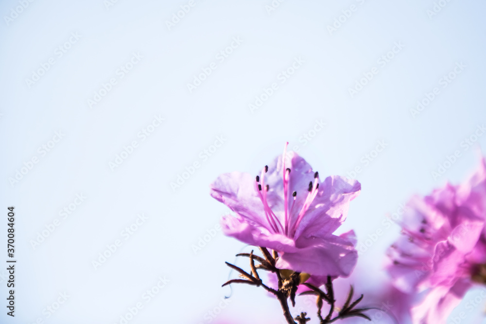 The beautiful Azalea flower scenery of spring field in the sunshine blurred backgound. The beautiful Azalea flower scenery of spring field in the sunshine blurred backgound.