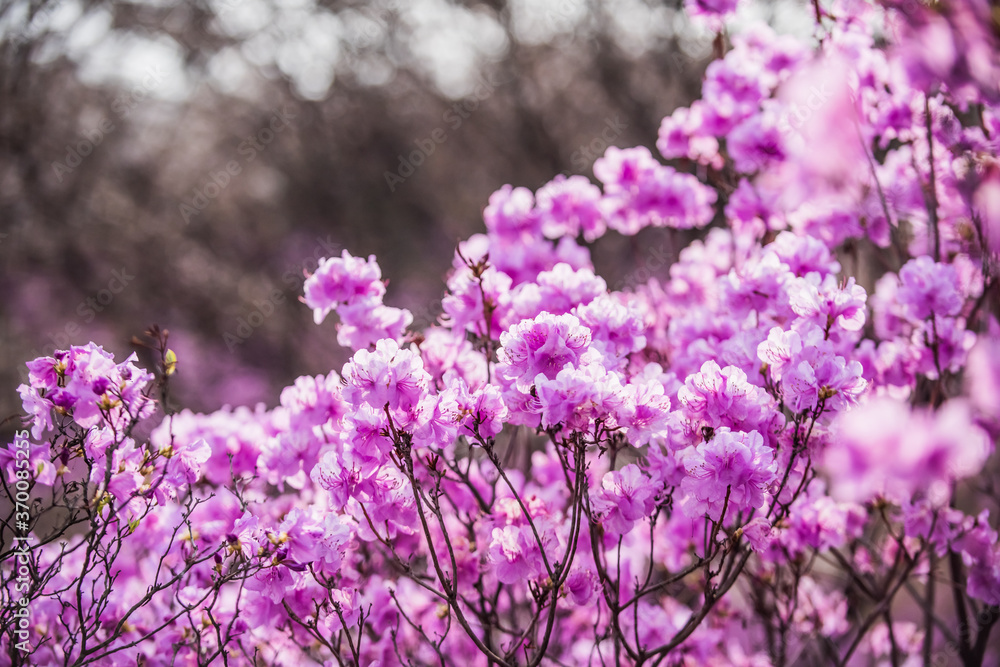 The beautiful Azalea flower scenery of spring field in the sunshine blurred backgound. The beautiful Azalea flower scenery of spring field in the sunshine blurred backgound.