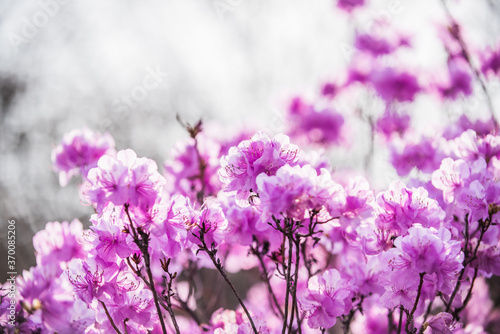 The beautiful Azalea flower scenery of spring field in the sunshine blurred backgound.