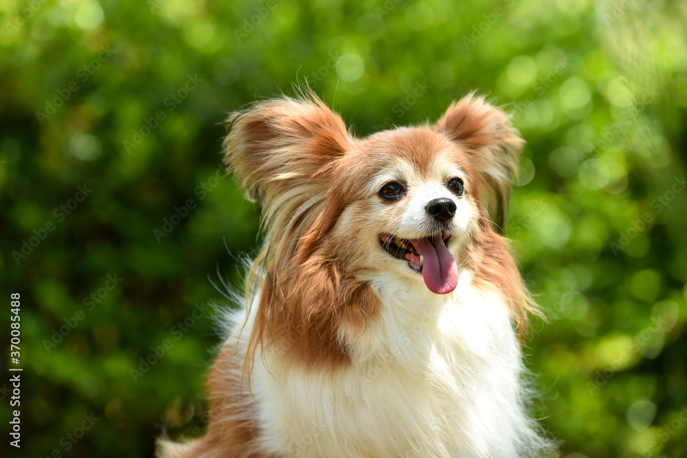 自然の中でおすましするミックス犬