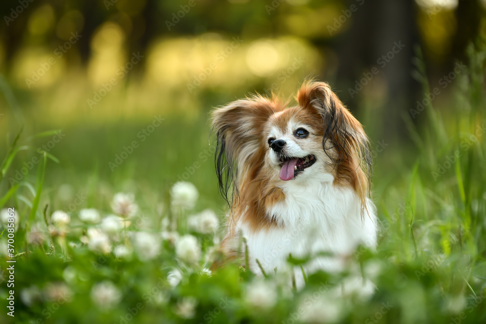 自然の中でおすましするミックス犬 自然の中でおすましするミックス犬