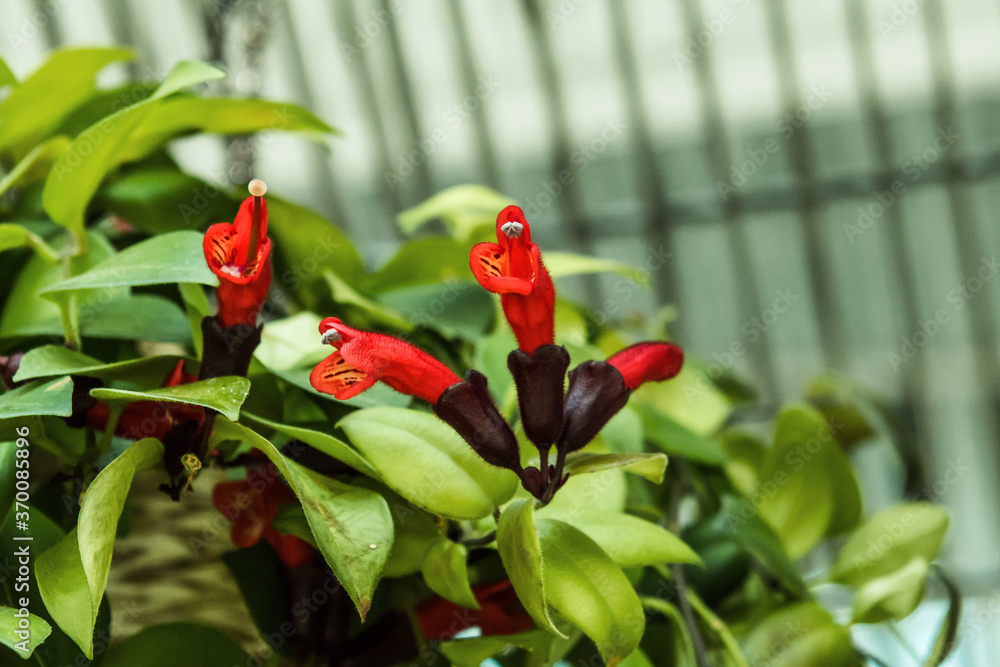 Close up on beautiful red Lipstick vine flower,Aeschynanthus radicans in garden. Close up on beautiful red Lipstick vine flower,Aeschynanthus radicans in garden.