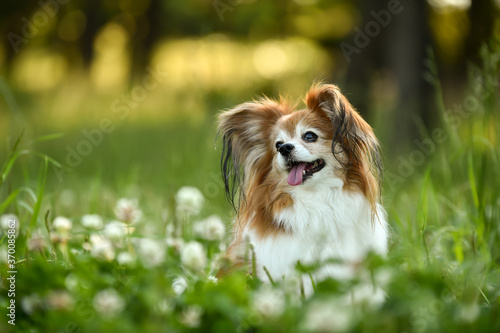 自然の中でおすましするミックス犬