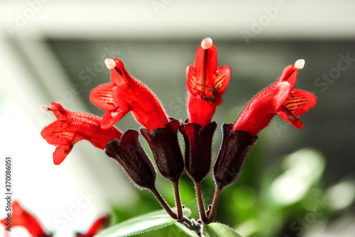 Close up on beautiful red Lipstick vine flower,Aeschynanthus radicans in garden.