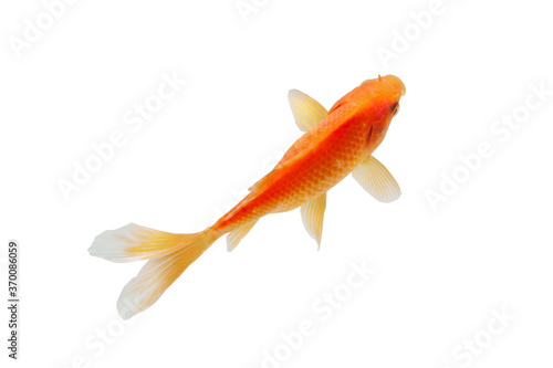 Top view fish on white background