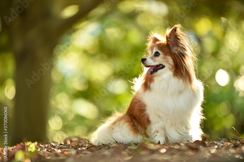 自然の中でおすましするミックス犬