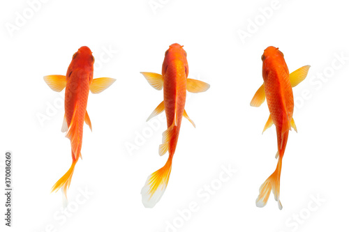 Top view fish on white background
