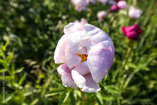 Beautiful pink color peony flower with dew in garden. photo