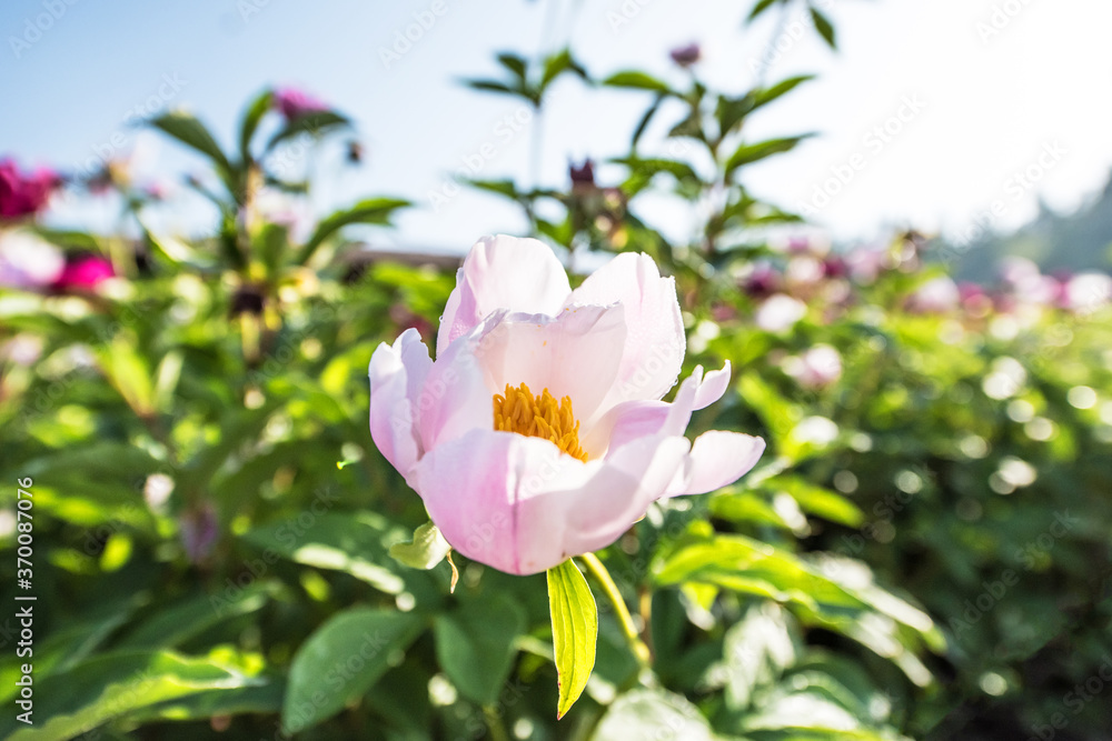 Beautiful pink color peony flower with dew in garden. Beautiful pink color peony flower with dew in garden.