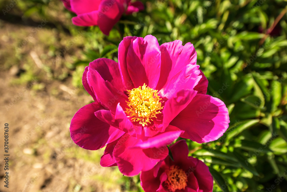 Beautiful pink color peony flower with dew in garden. Beautiful pink color peony flower with dew in garden.