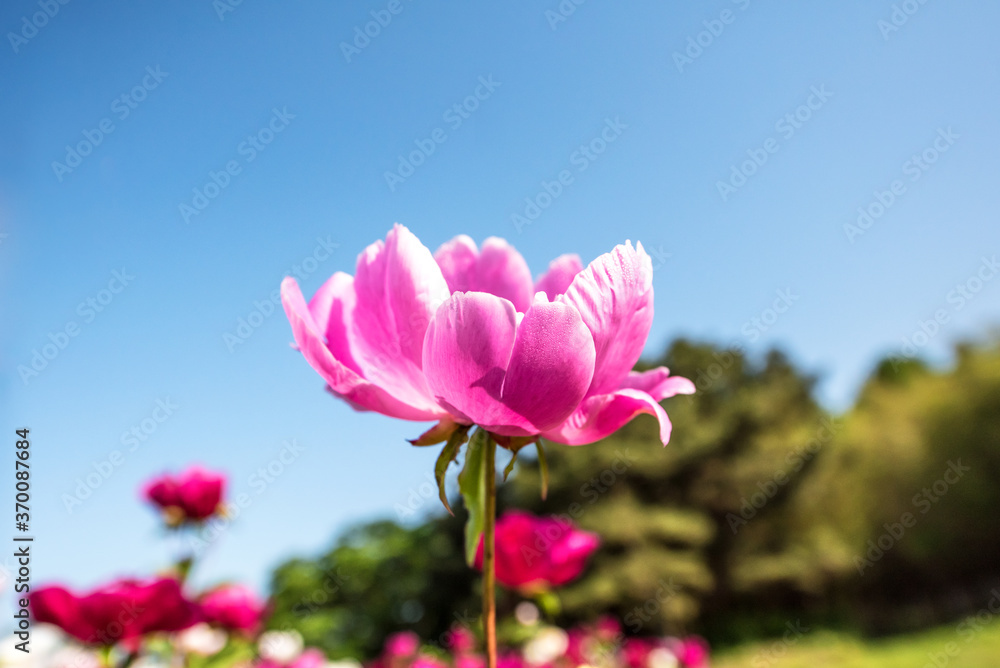 Beautiful pink color peony flower with dew in garden. Beautiful pink color peony flower with dew in garden.