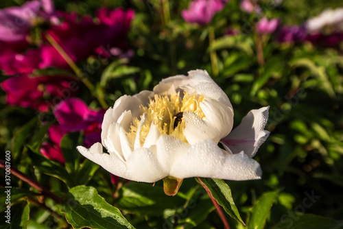 Beautiful pink color peony flower with dew in garden. photo