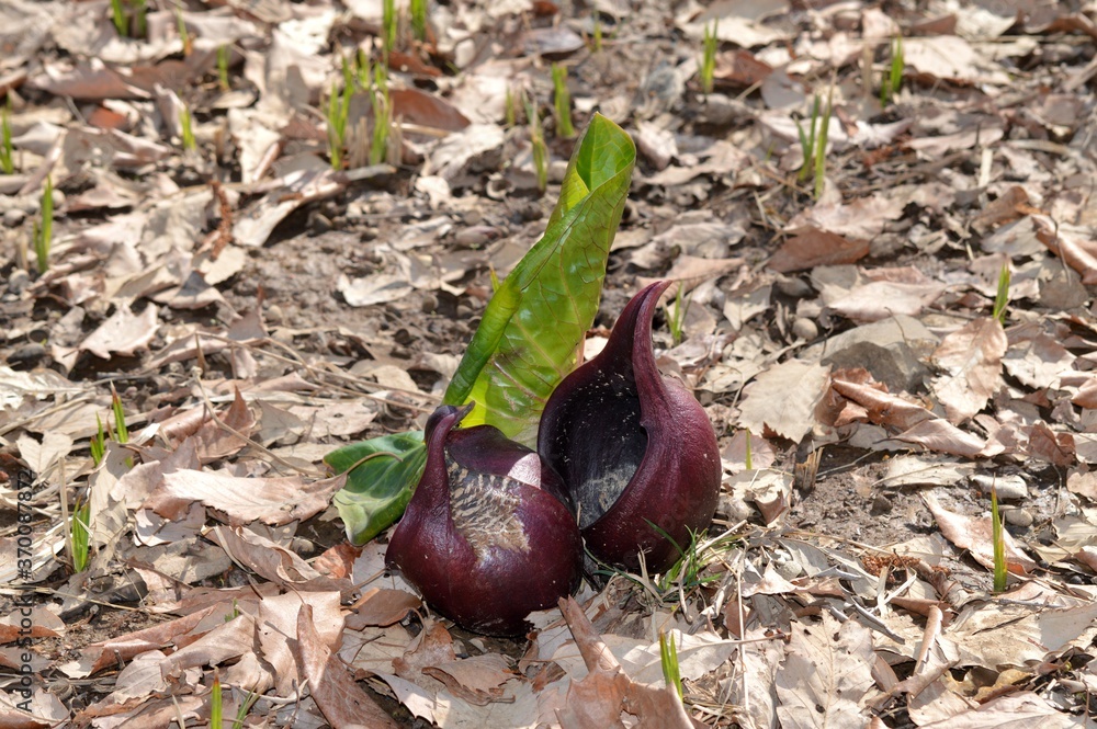 Obraz premium 座禅草